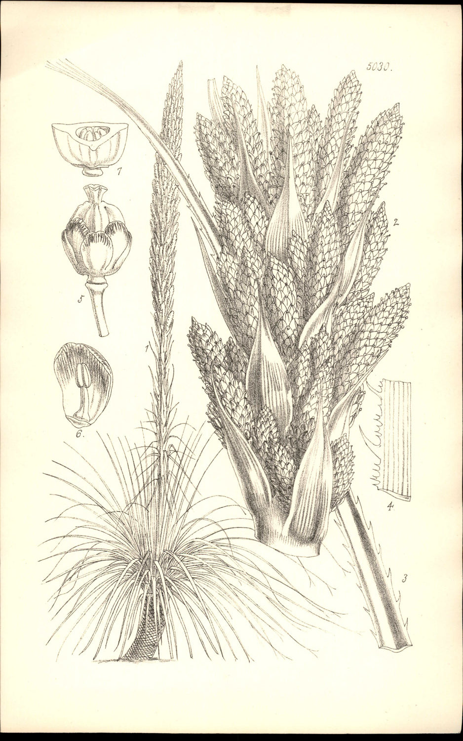 Curtis Botanical – Plate 5030 – Desert Spoon / Green Desert Spoon / Sotol