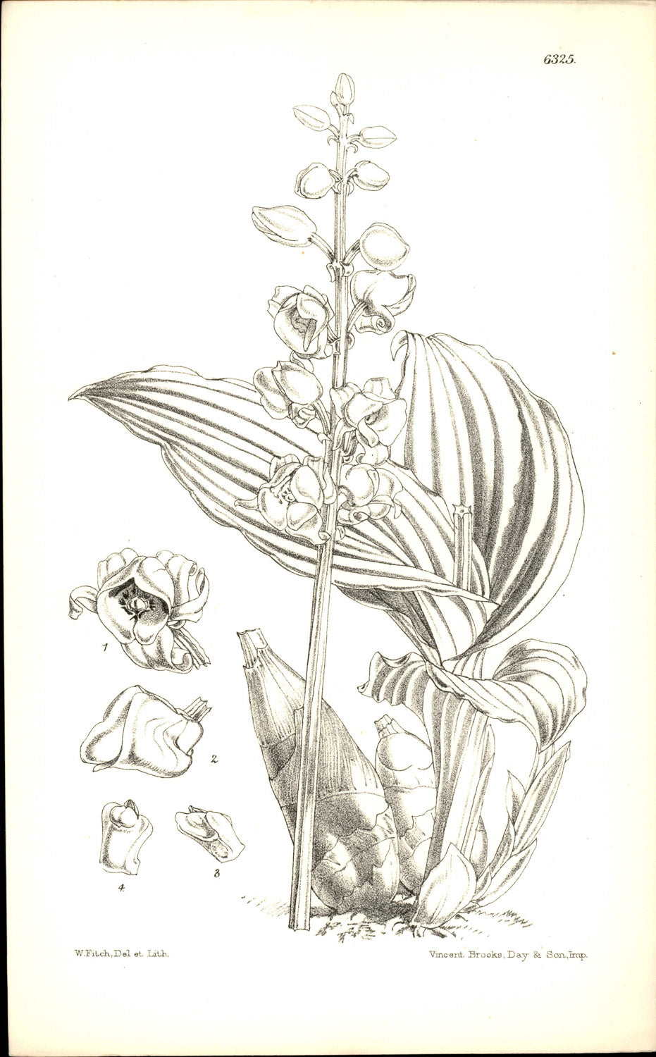 Curtis Botanical – Plate 6325 – Joseph's Adder's Mouth Orchid / Joseph's Malaxis