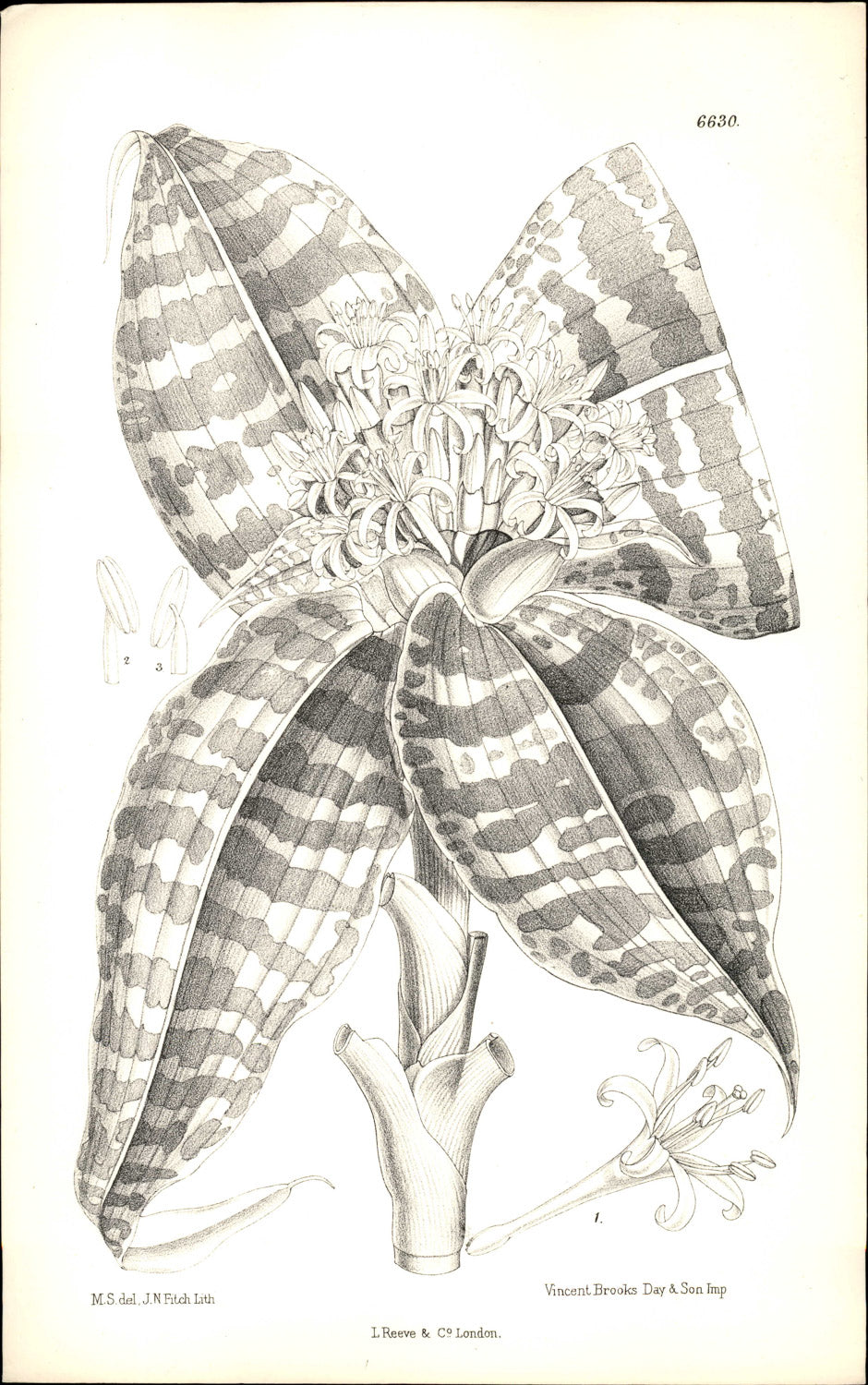 Curtis Botanical – Plate 6630 – Queen of Dracaenas / Goldie's Dragon Tree