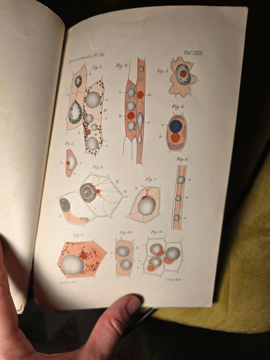 Plasmolytische Studien über die Wand der Vacuolen | De Vries 1885 | Hand-Colored Plates