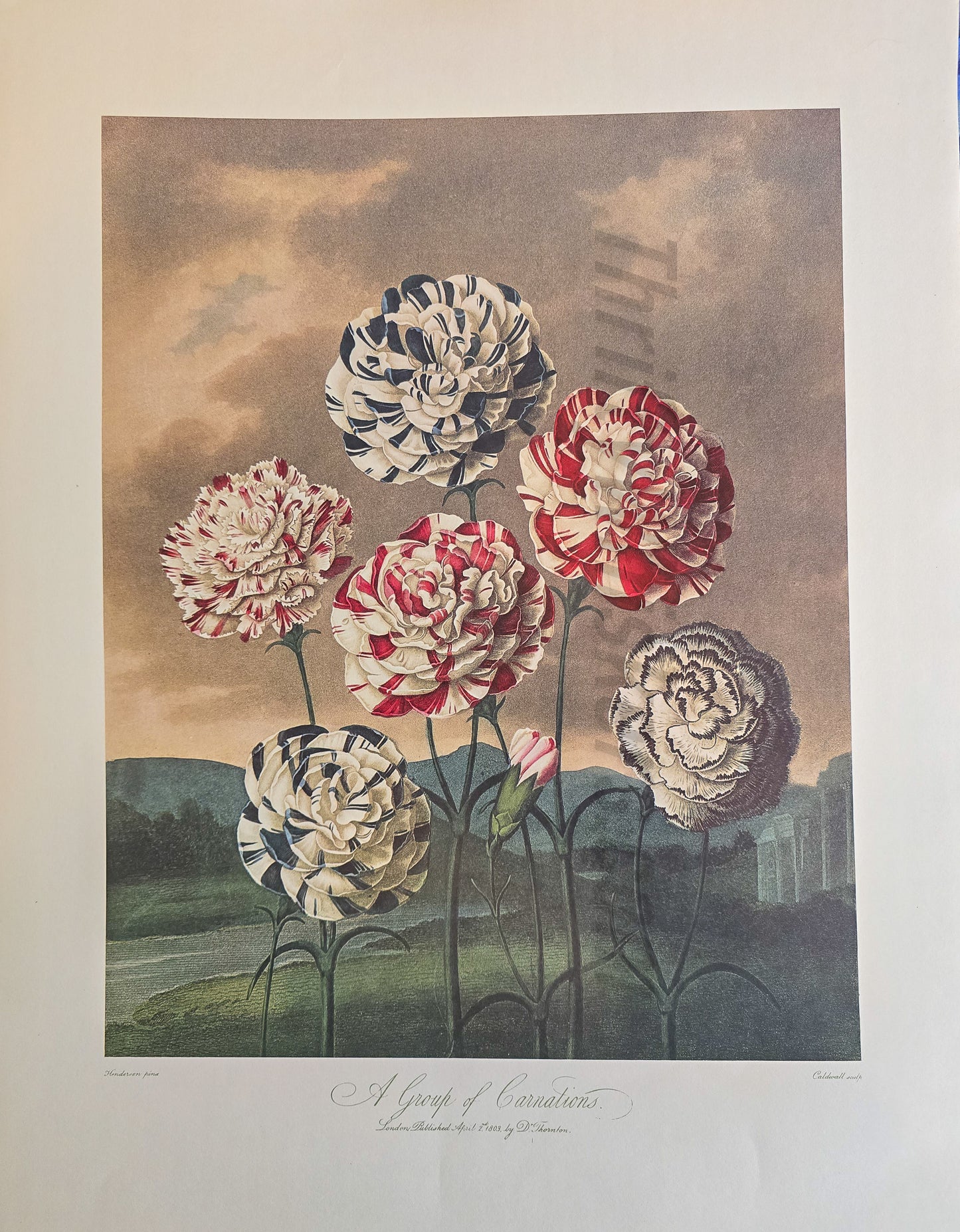 Temple of Flora Print – "A Group of Carnations" (Thornton, Crane Press)
