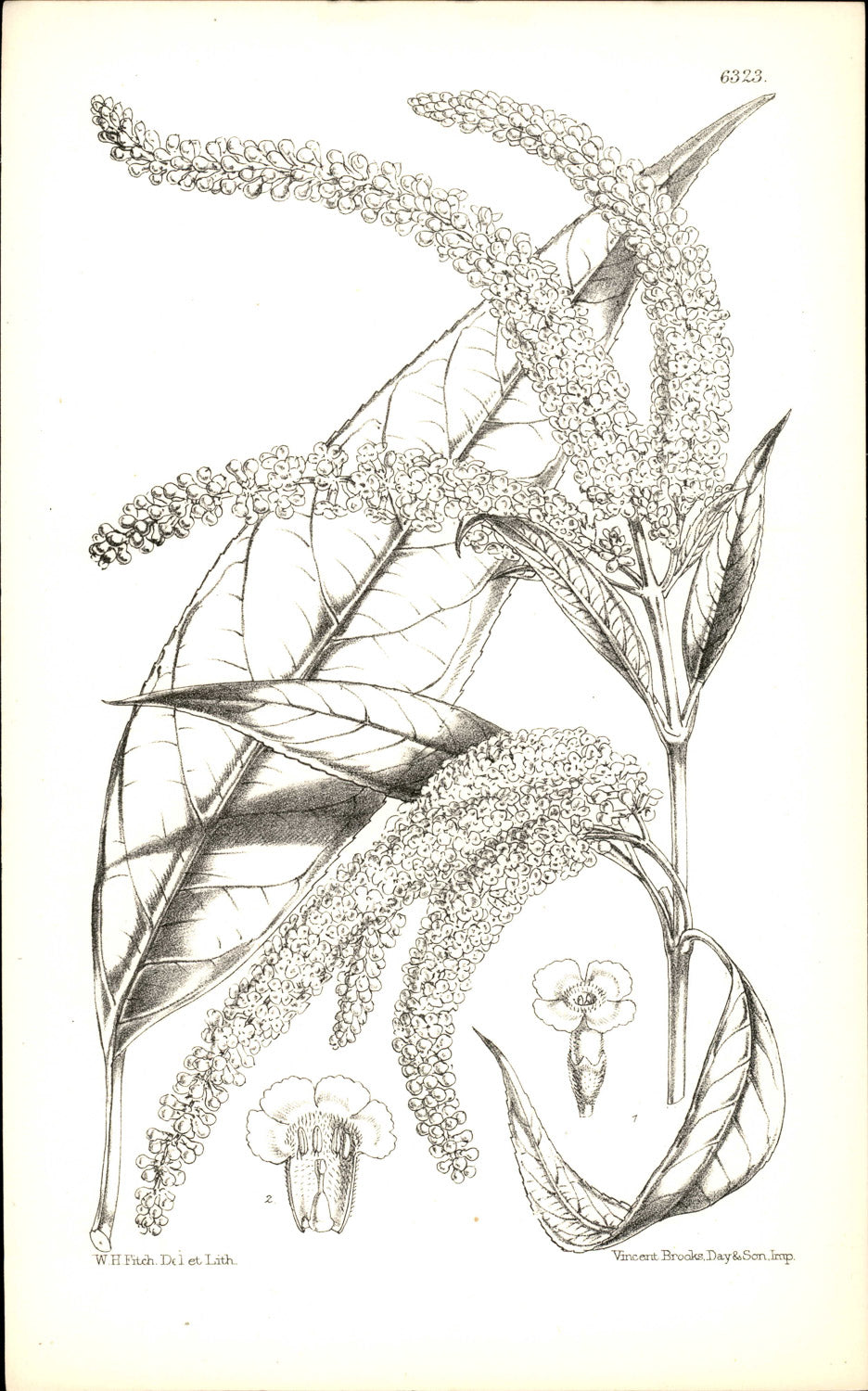 Curtis Botanical – Plate 6323 – Asian Butterfly Bush / White Weeping Butterfly Bush