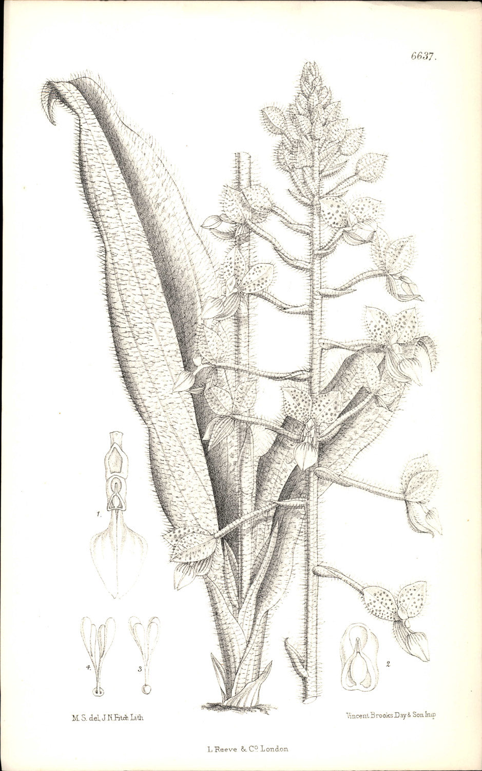 Curtis Botanical – Plate 6637 – Spotted Ponthieva / Shadow Witch Orchid