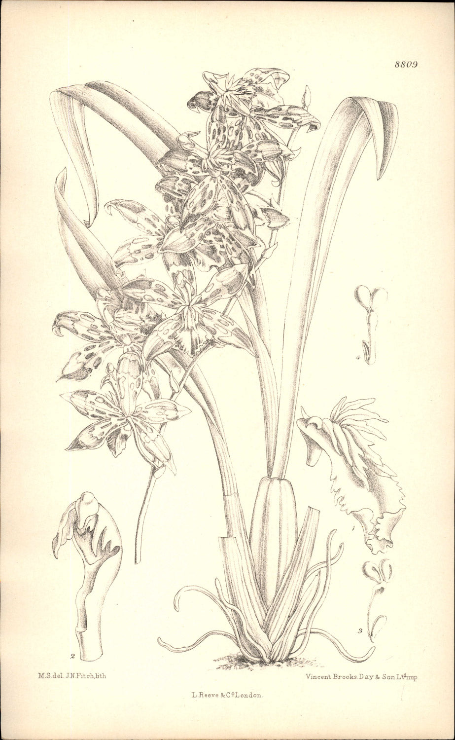 Curtis Botanical – Plate 8809 – Crested Odontoglossum Orchid