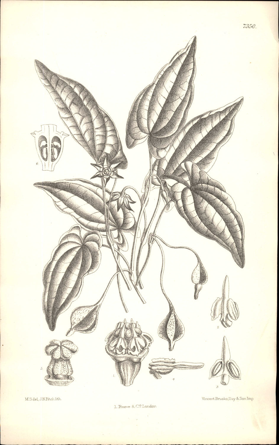 Curtis Botanical – Plate 7350 – Arogyapacha / Trichopus