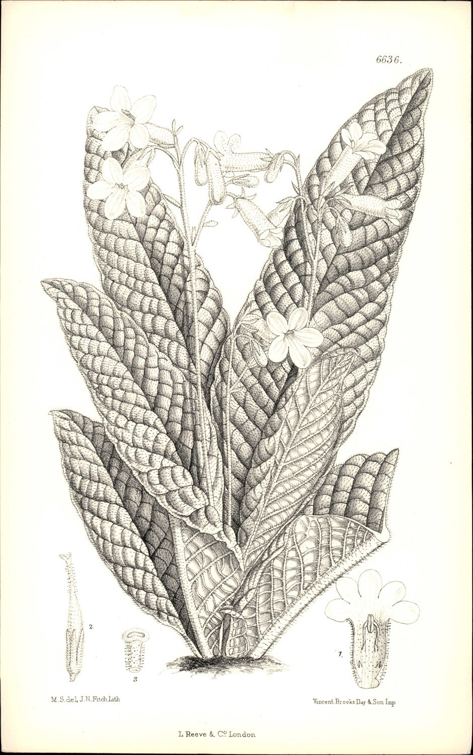 Curtis Botanical – Plate 6636 – Small-flowered Cape Primrose