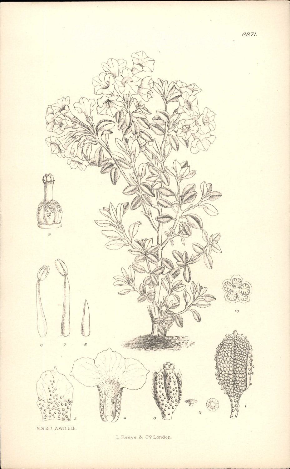 Curtis Botanical – Plate 8871 – Sargent's Rhododendron / Dwarf White Rhododendron