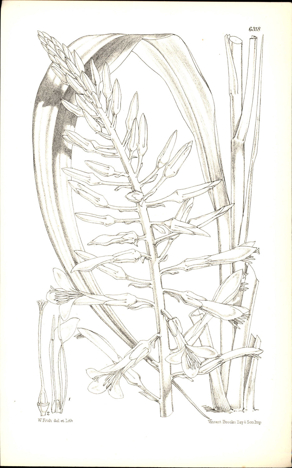 Curtis Botanical – Plate 6318 – Yellow Pitcairnia / Yellow Bromeliad