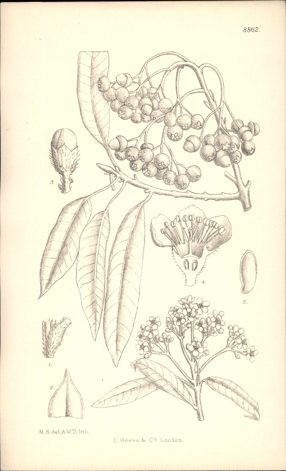 Curtis Botanical – Plate 8862 – Willow-leafed Stranvaesia