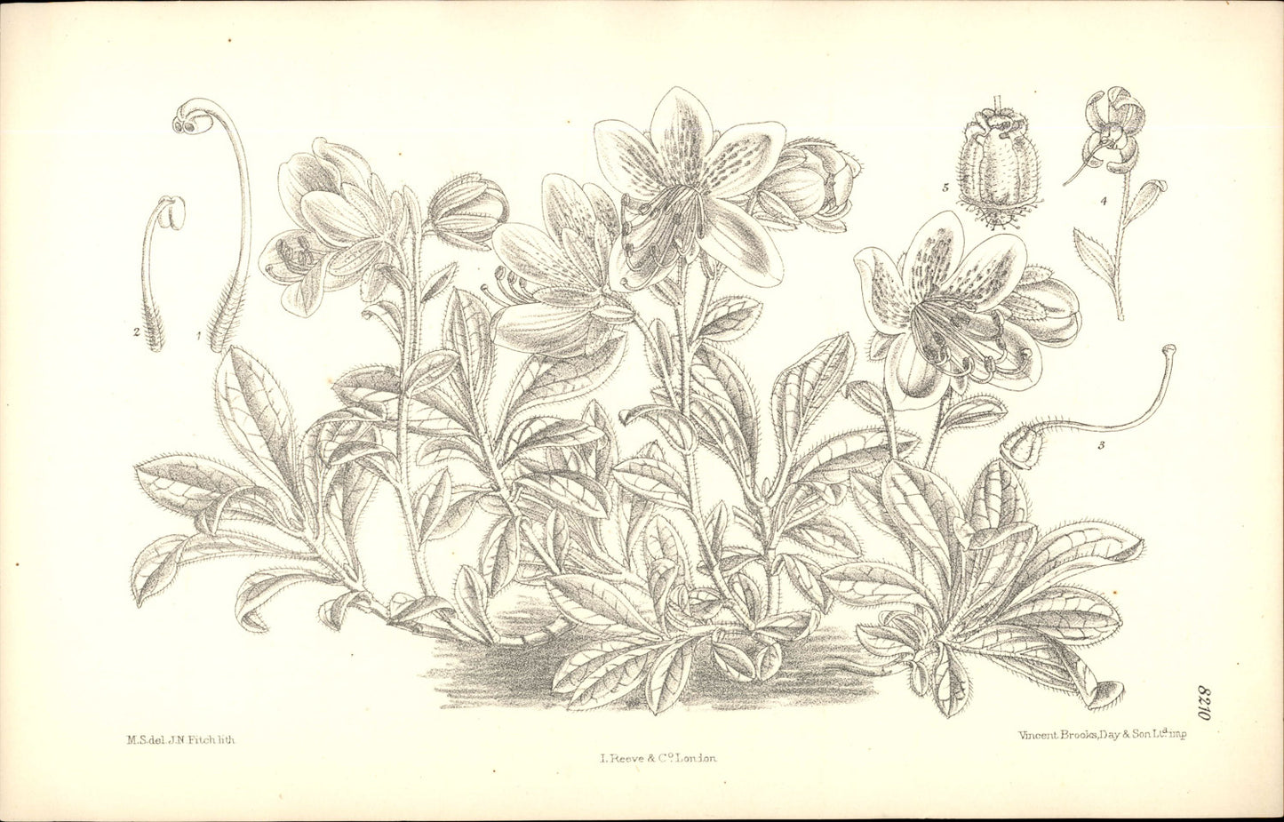 Curtis Botanical – Plate 8210 – Kamchatka Rhododendron / Pentsemon-leafed Rhododendron
