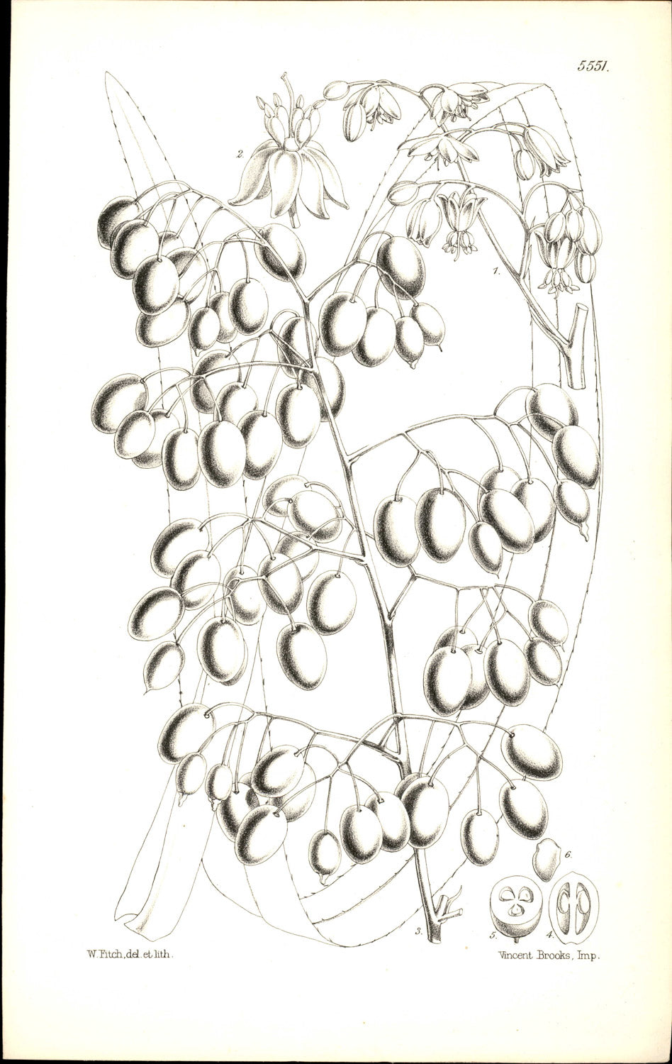 Curtis Botanical – Plate 5551 – Tasman Flax Lily / Tasmanian Blue Berry Lily