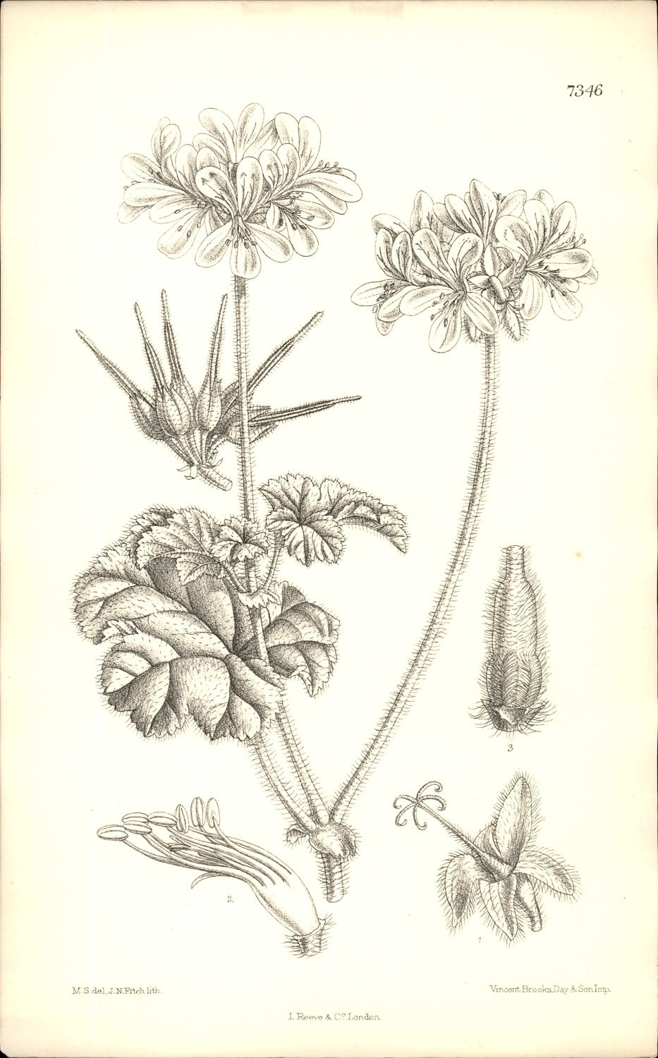 Curtis Botanical – Plate 7346 – —