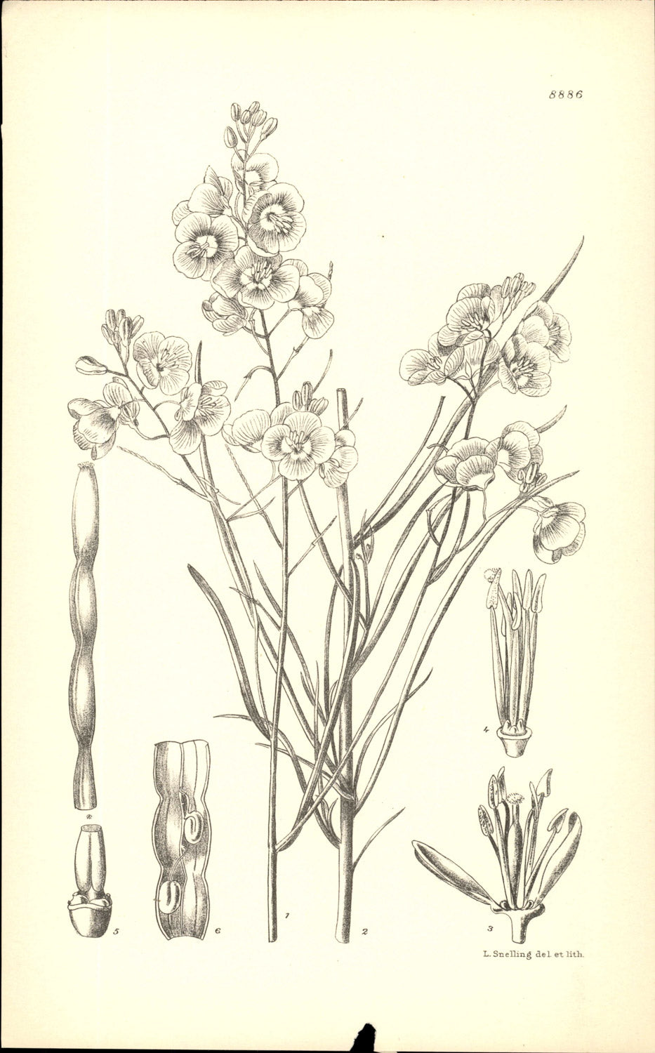 Curtis Botanical – Plate 8886 – —