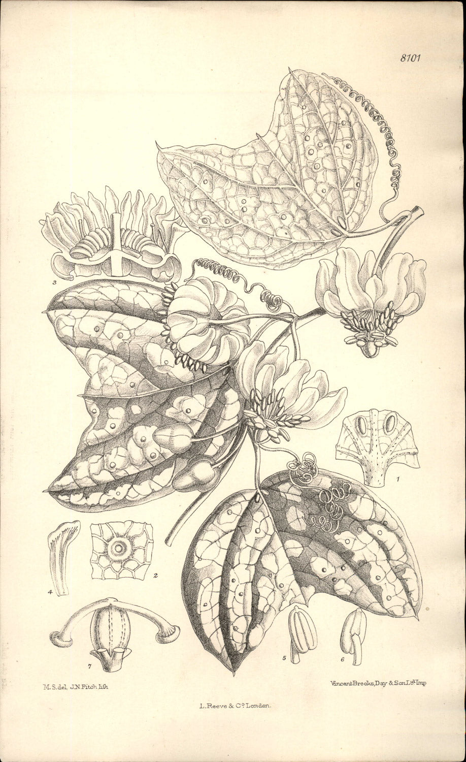Curtis Botanical – Plate 8101 – Dotted Passion Flower