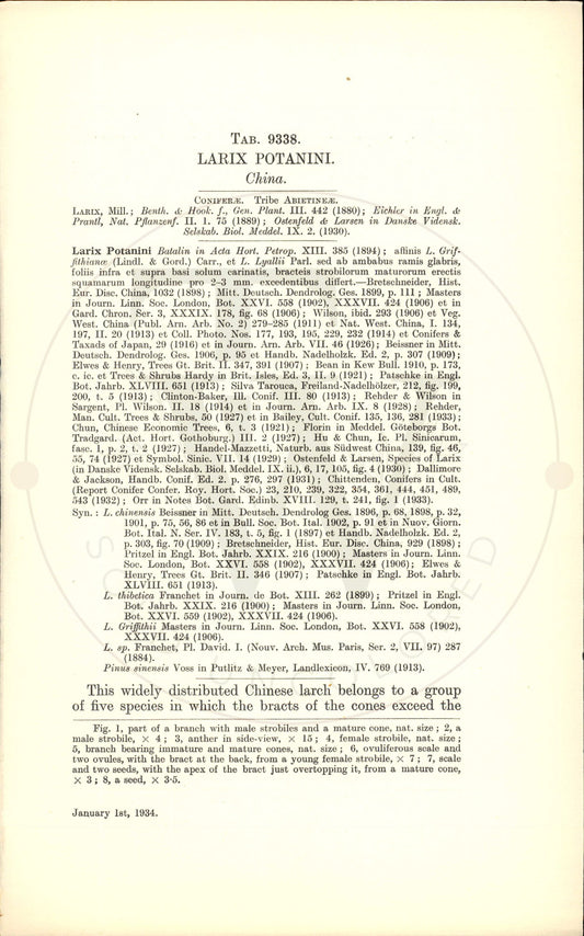 Plate 9338 - Larix potanini