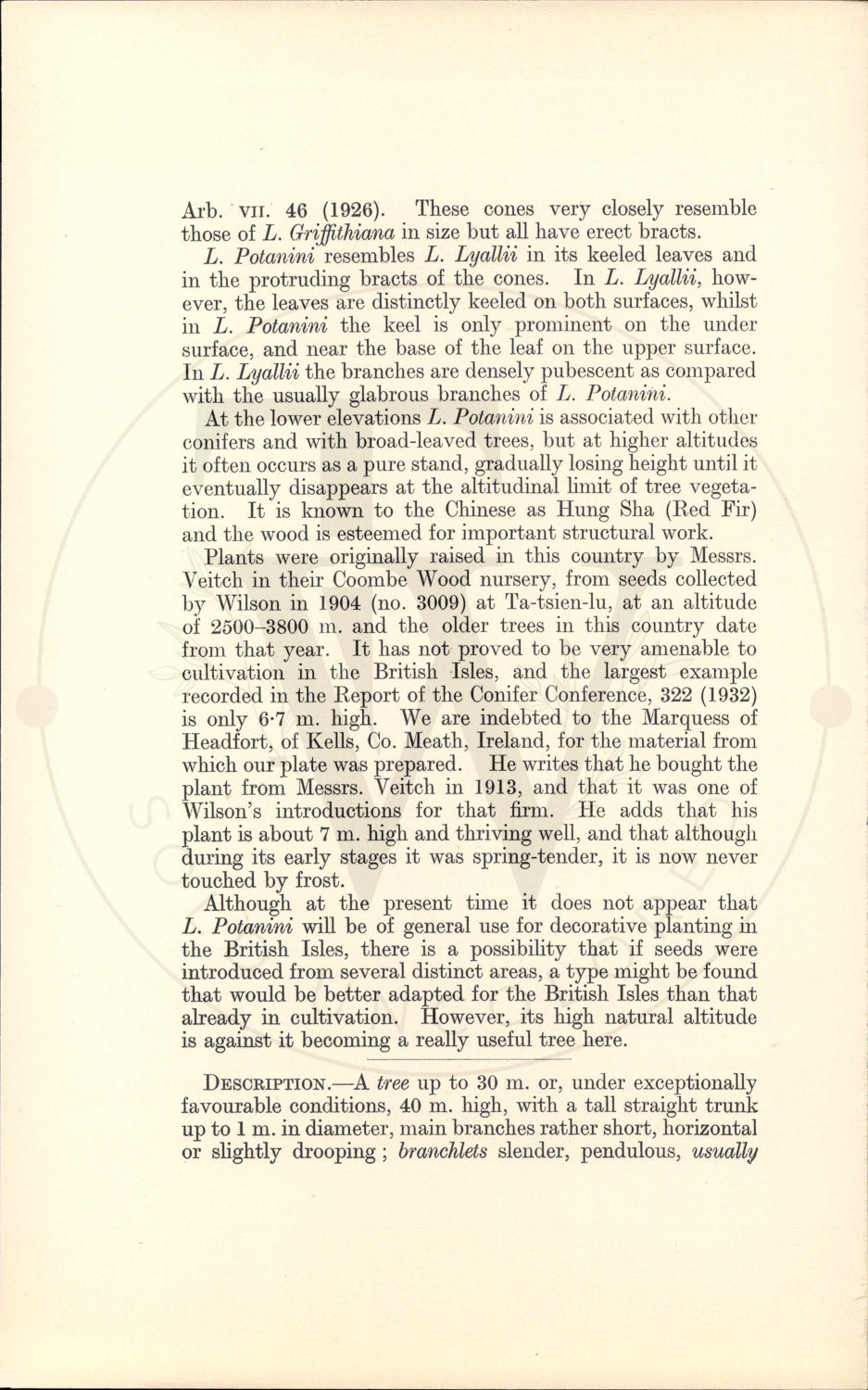 Plate 9338 - Larix potanini