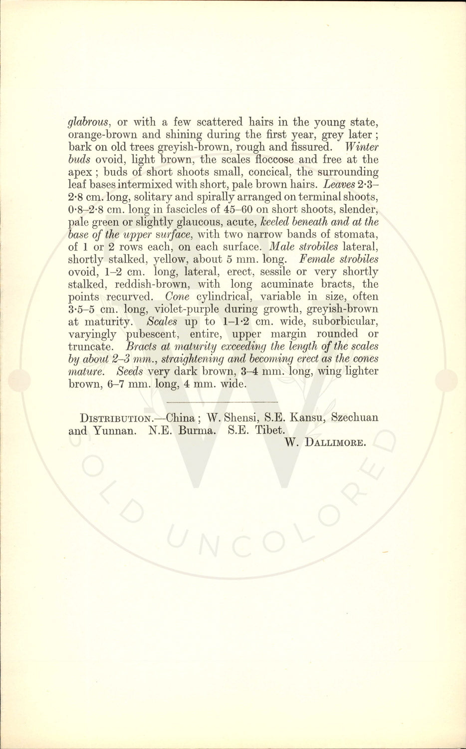 Plate 9338 - Larix potanini