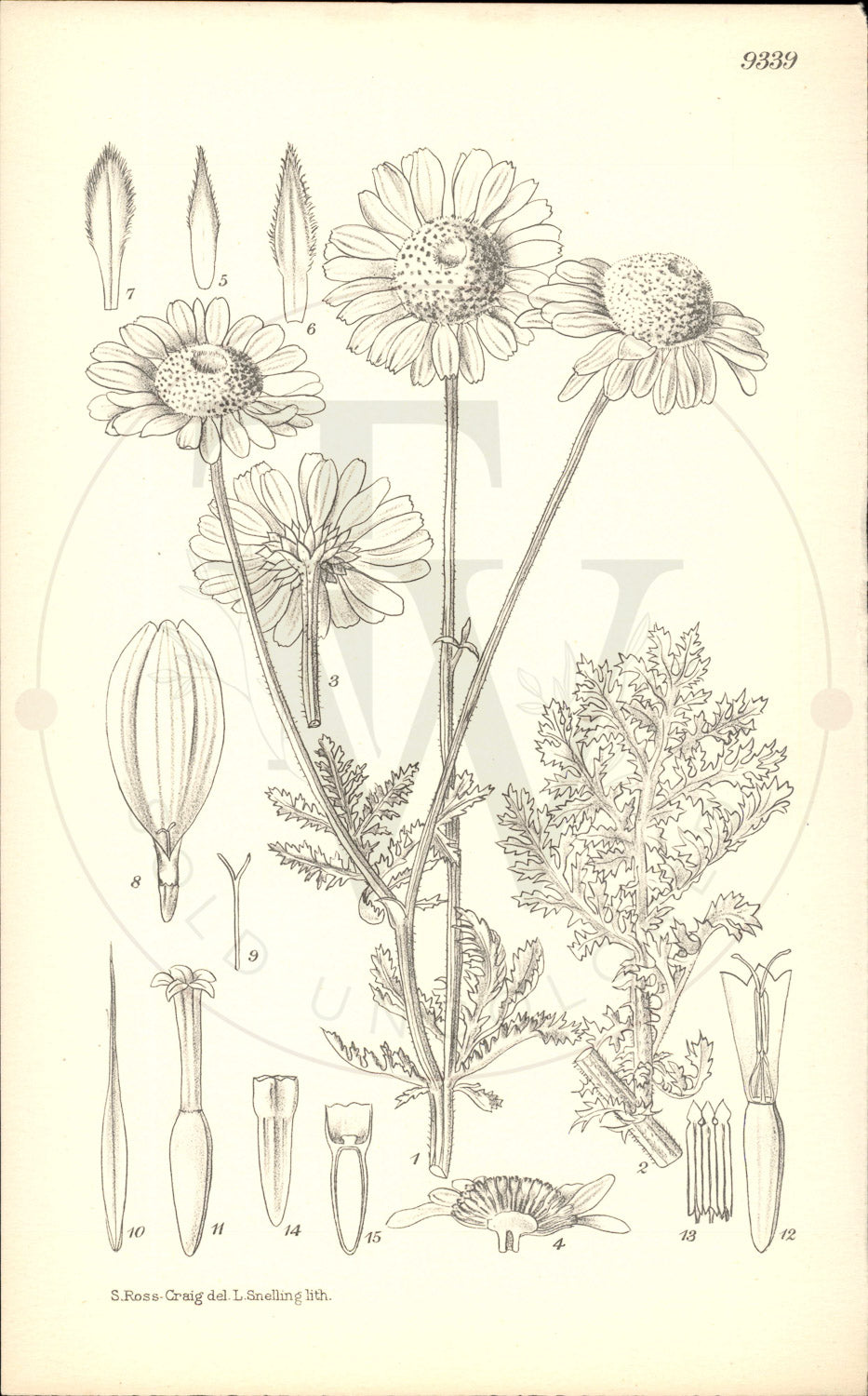 Plate 9339 - Anthemis sancti-johannis