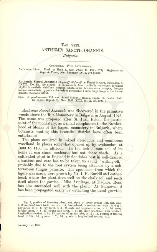 Plate 9339 - Anthemis sancti-johannis