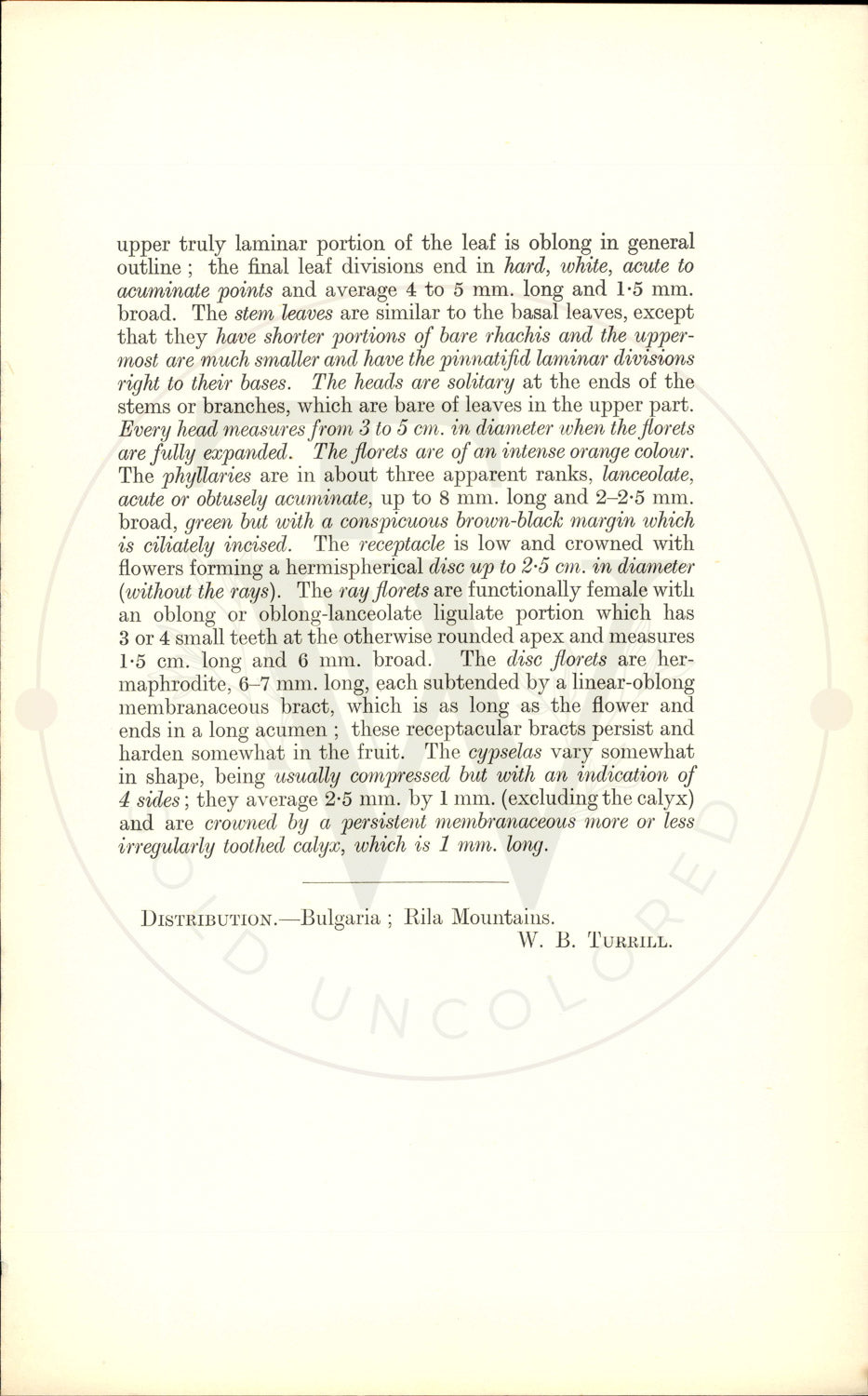 Plate 9339 - Anthemis sancti-johannis