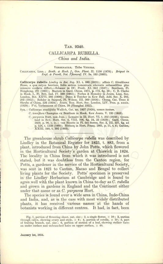 Plate 9340 - Callicarpa rubella