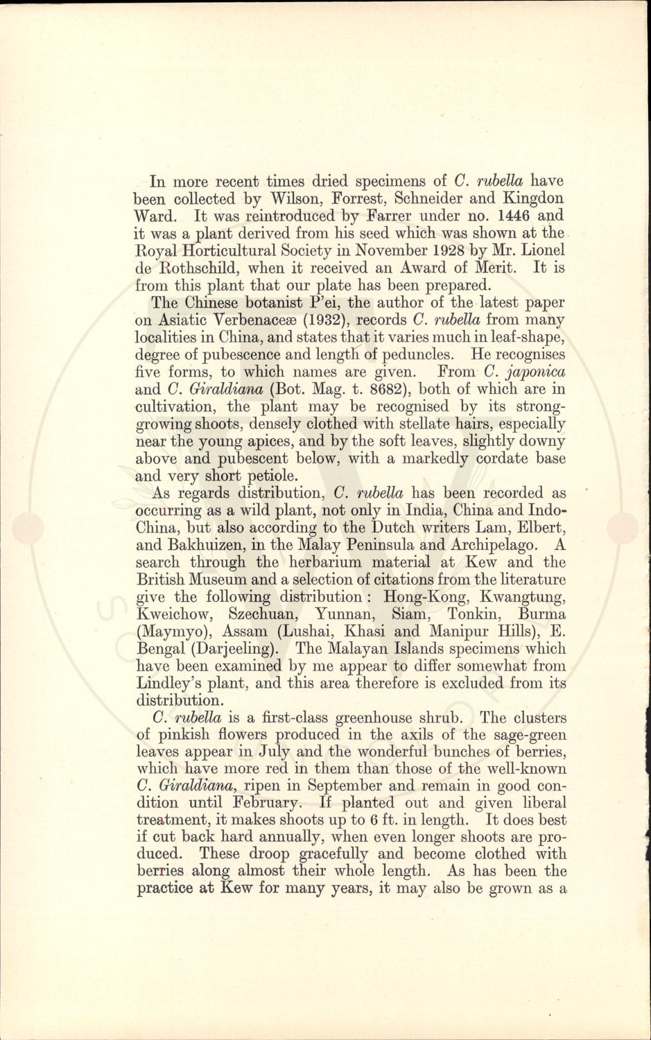 Plate 9340 - Callicarpa rubella