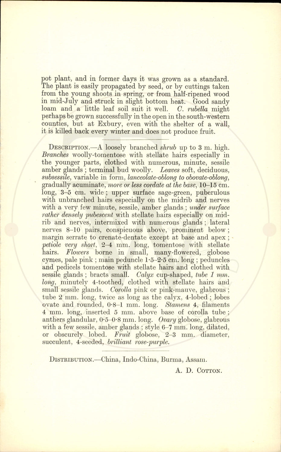 Plate 9340 - Callicarpa rubella