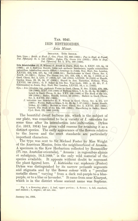 Plate 9341 - Iris histrioides