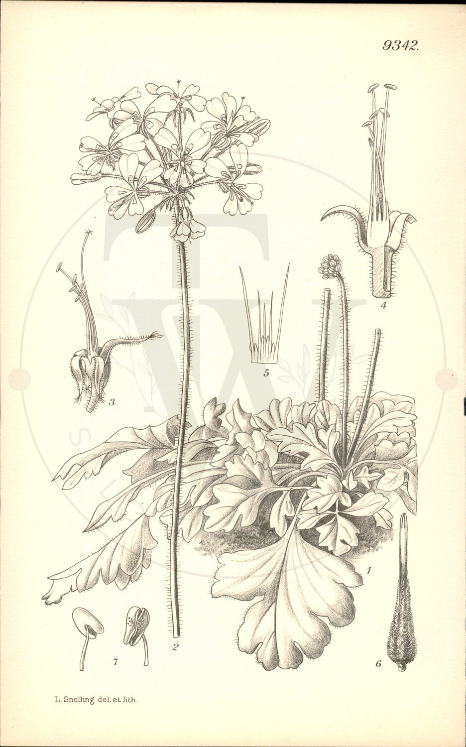 Plate 9342 - Pelargonium moniliforme