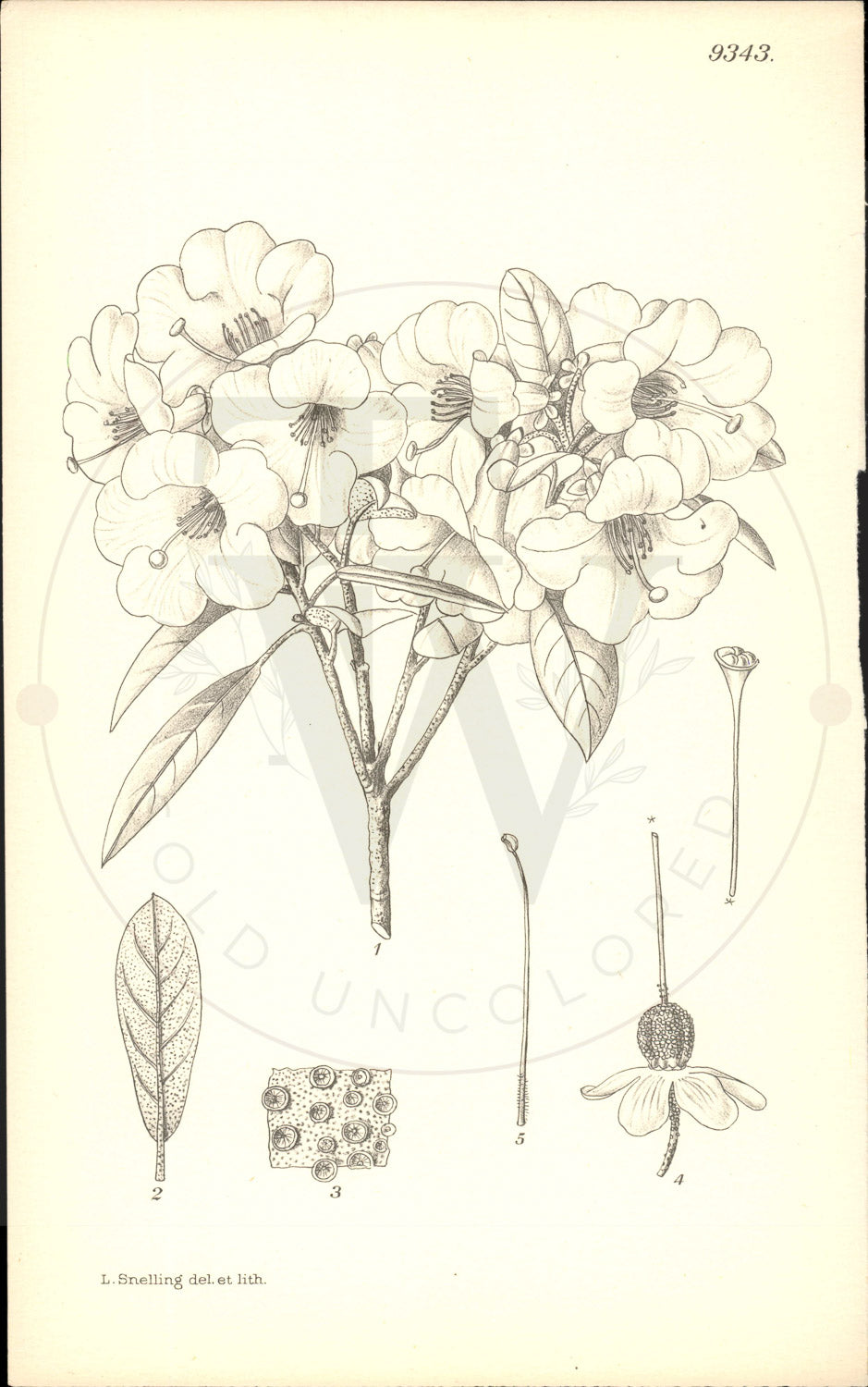 Plate 9343 - Rhododendron tephropeplum