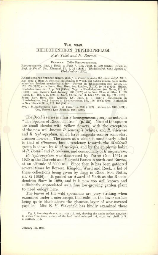 Plate 9343 - Rhododendron tephropeplum