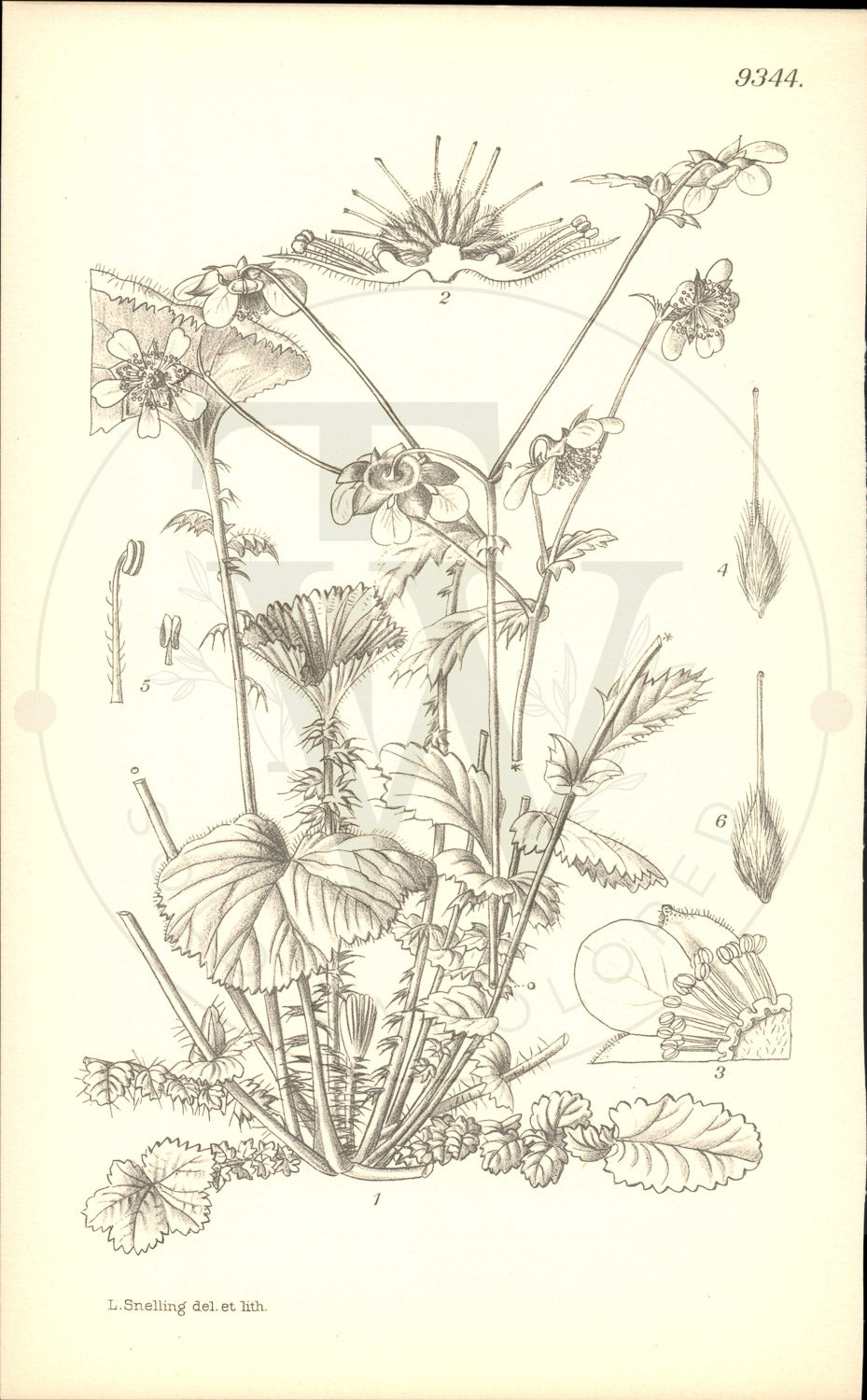 Plate 9344 - Geum versipatella