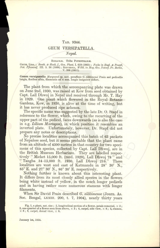 Plate 9344 - Geum versipatella