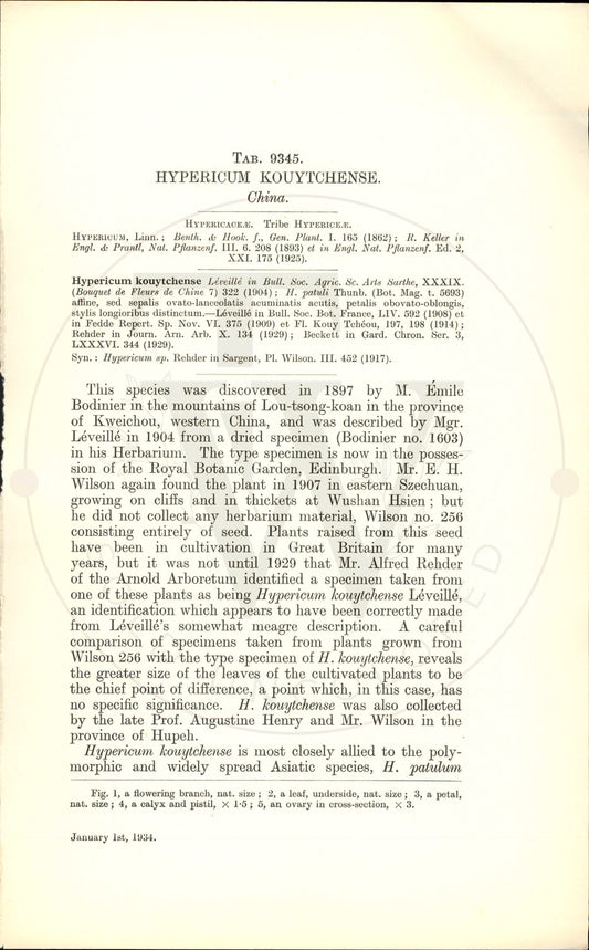 Plate 9345 - Hypericum kouytchense