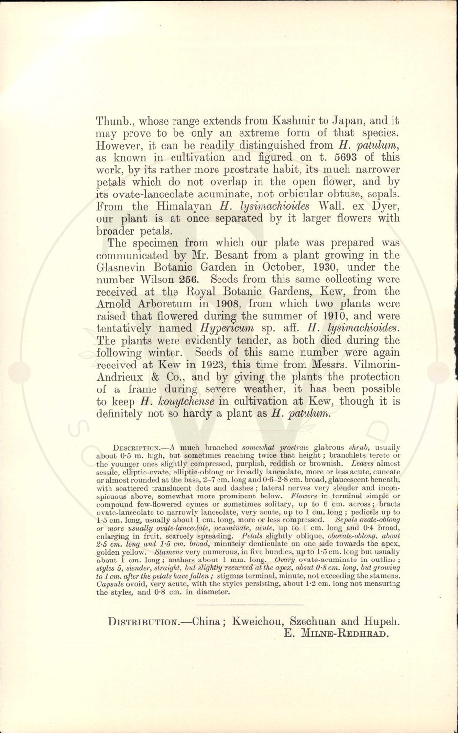 Plate 9345 - Hypericum kouytchense