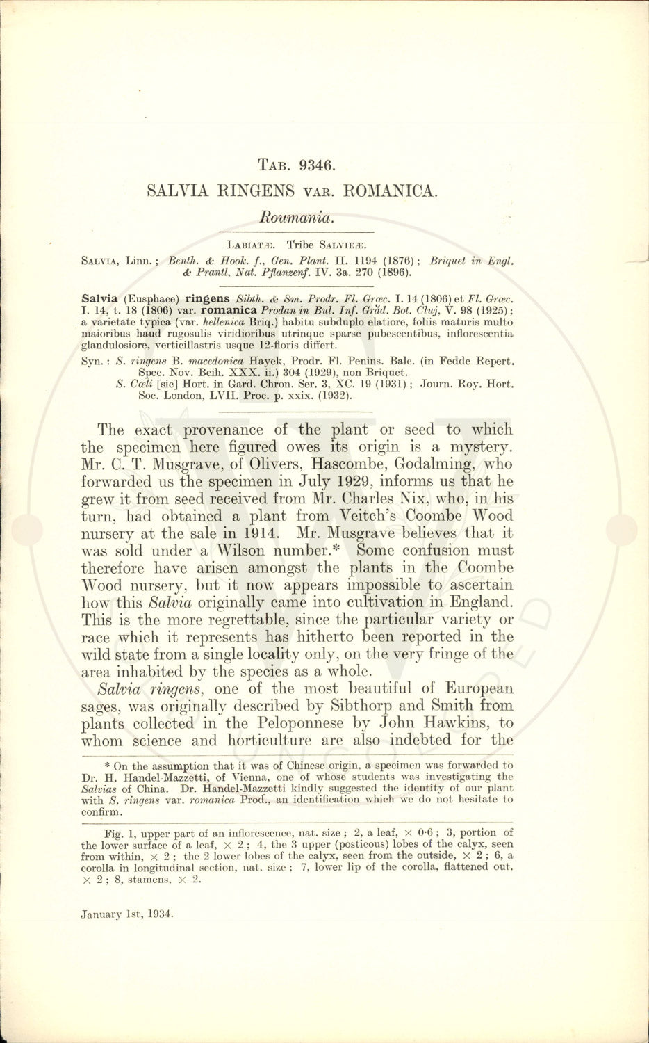 Plate 9346 - Salvia ringens