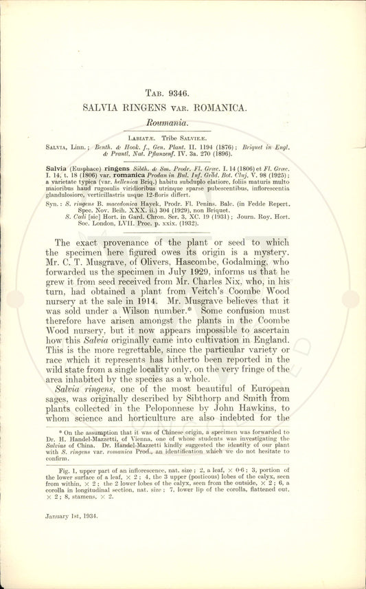 Plate 9346 - Salvia ringens