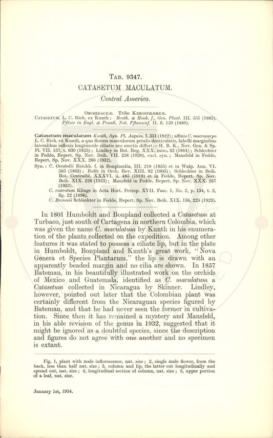 Plate 9347 - Catasetum maculatum