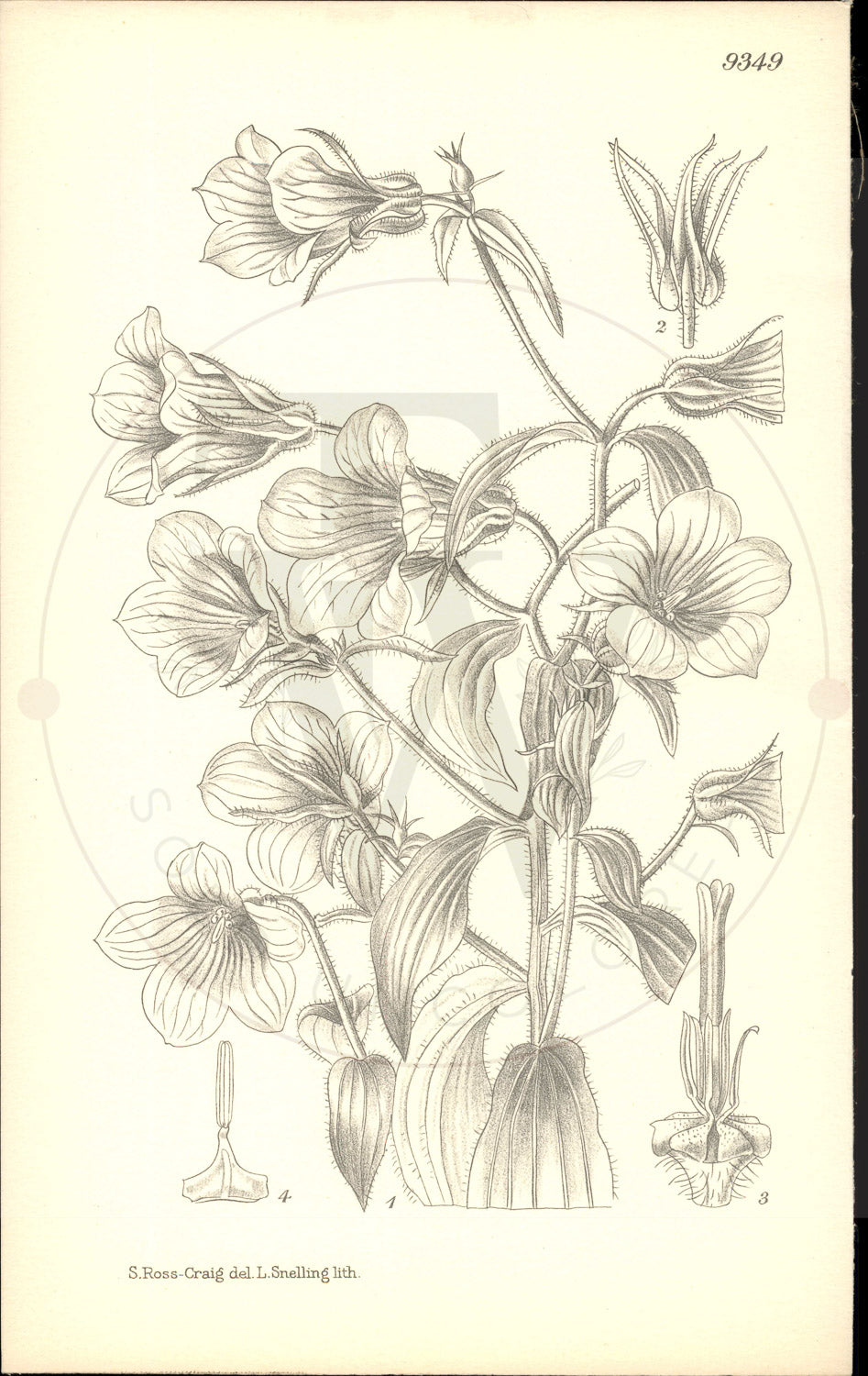 Plate 9349 - Campanula propinqua