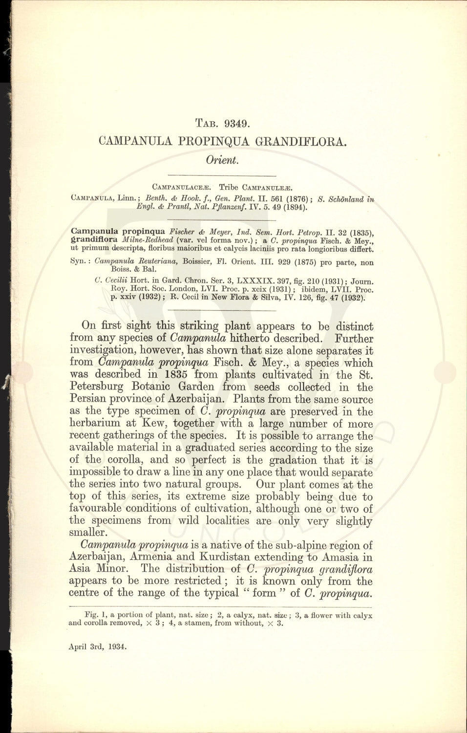 Plate 9349 - Campanula propinqua