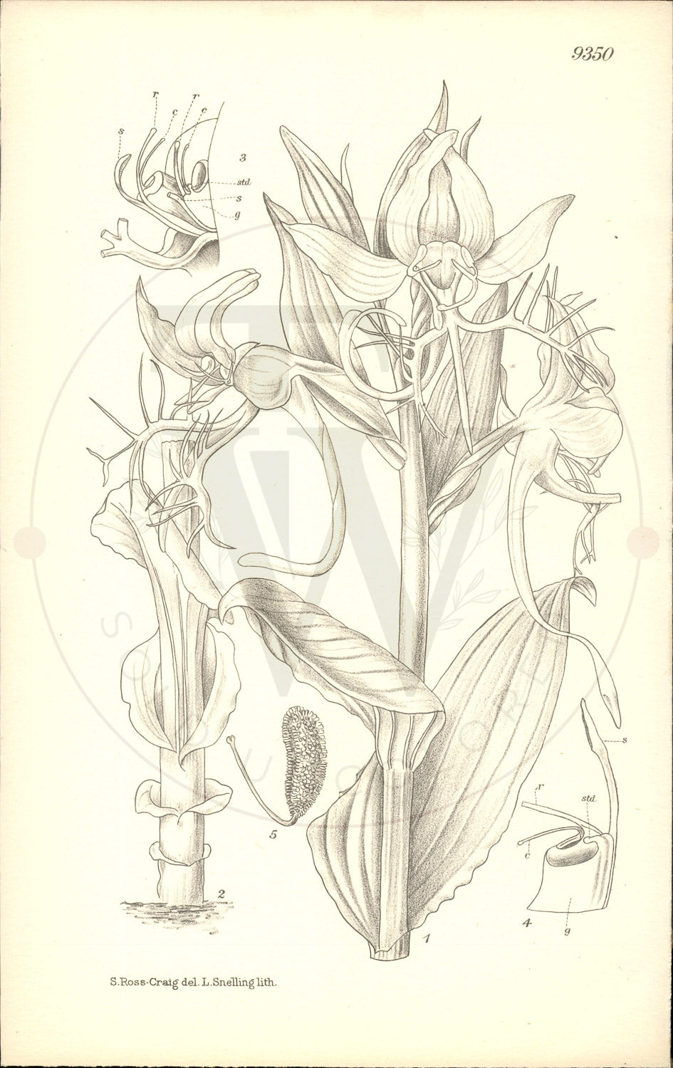 Plate 9350 - Habenaria splendens