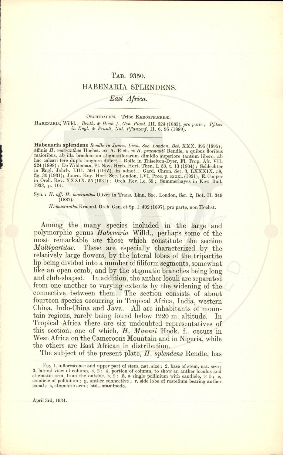 Plate 9350 - Habenaria splendens