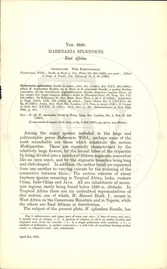 Plate 9350 - Habenaria splendens