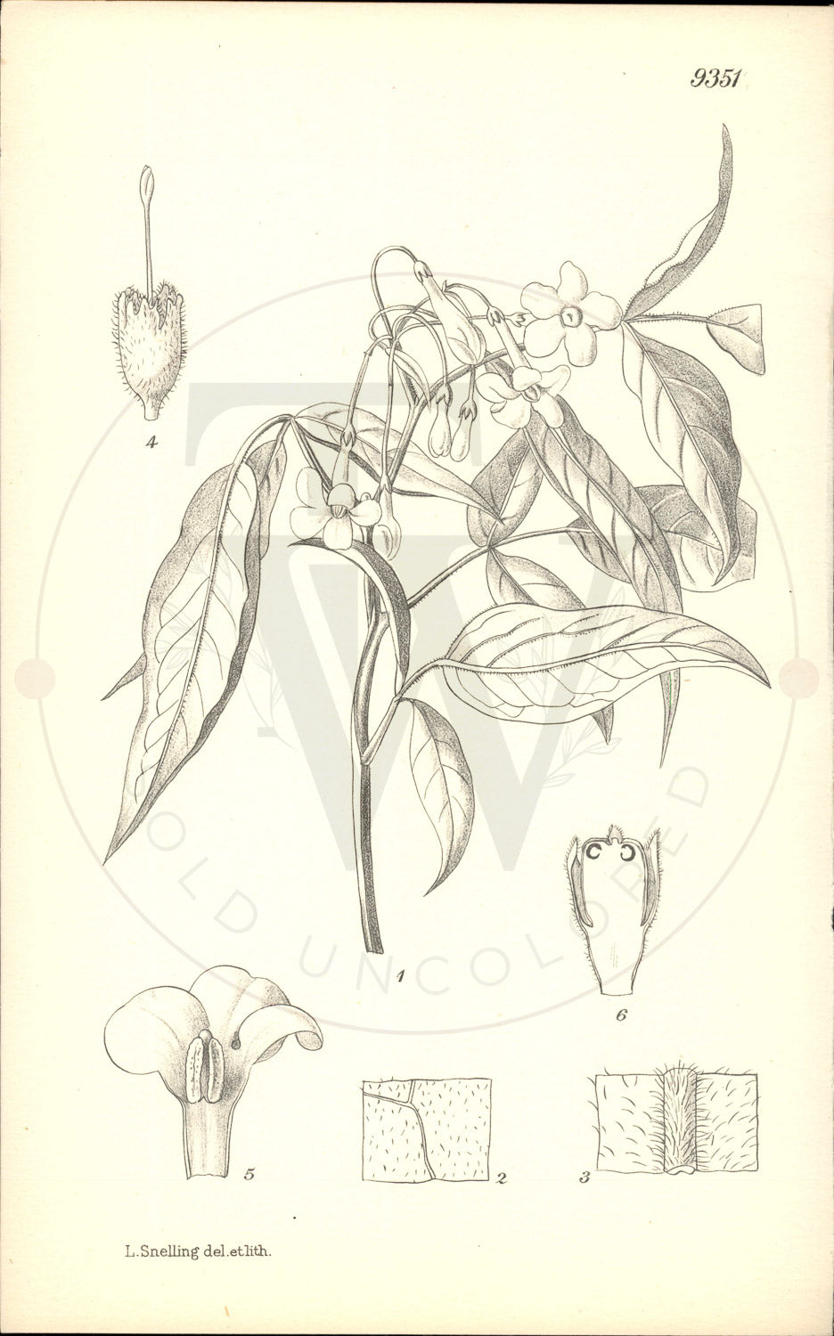 Plate 9351 - Jasminum farreri