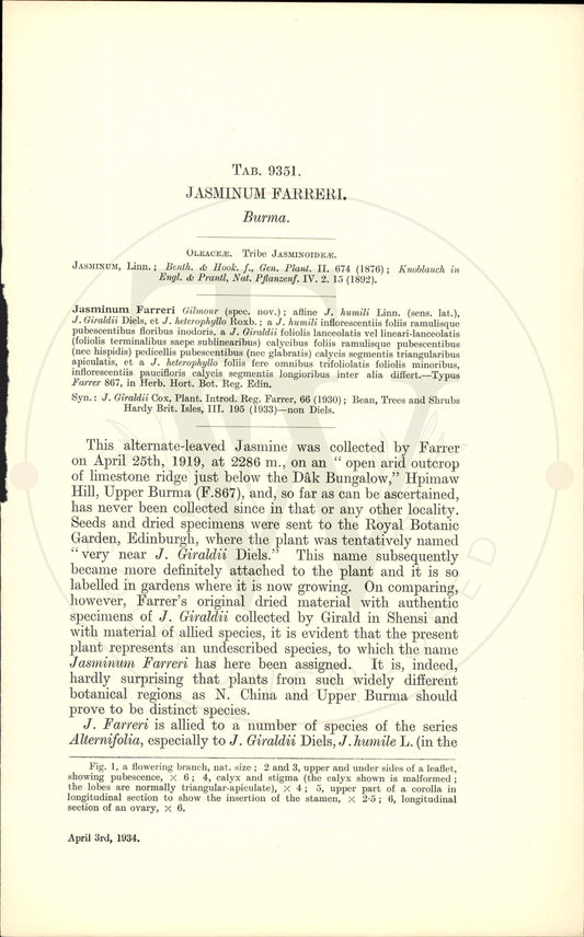 Plate 9351 - Jasminum farreri