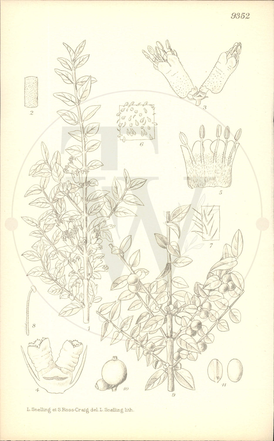 Plate 9352 - Lonicera nitida