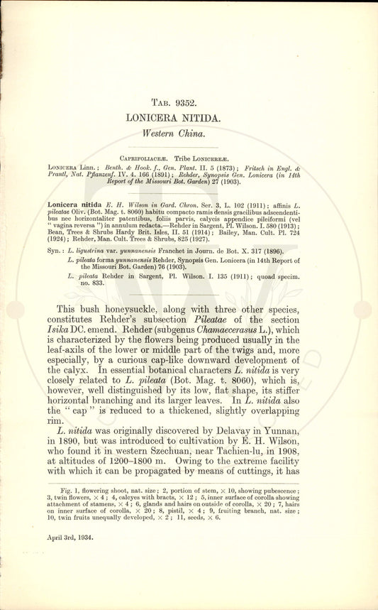 Plate 9352 - Lonicera nitida
