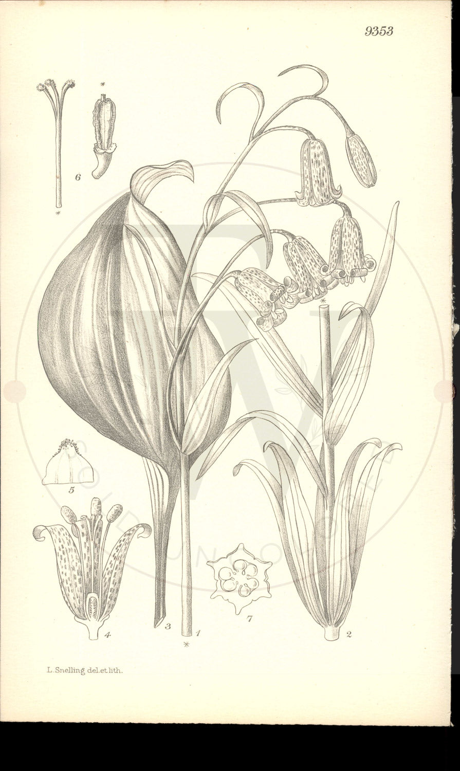 Plate 9353 - Fritillaria recurva