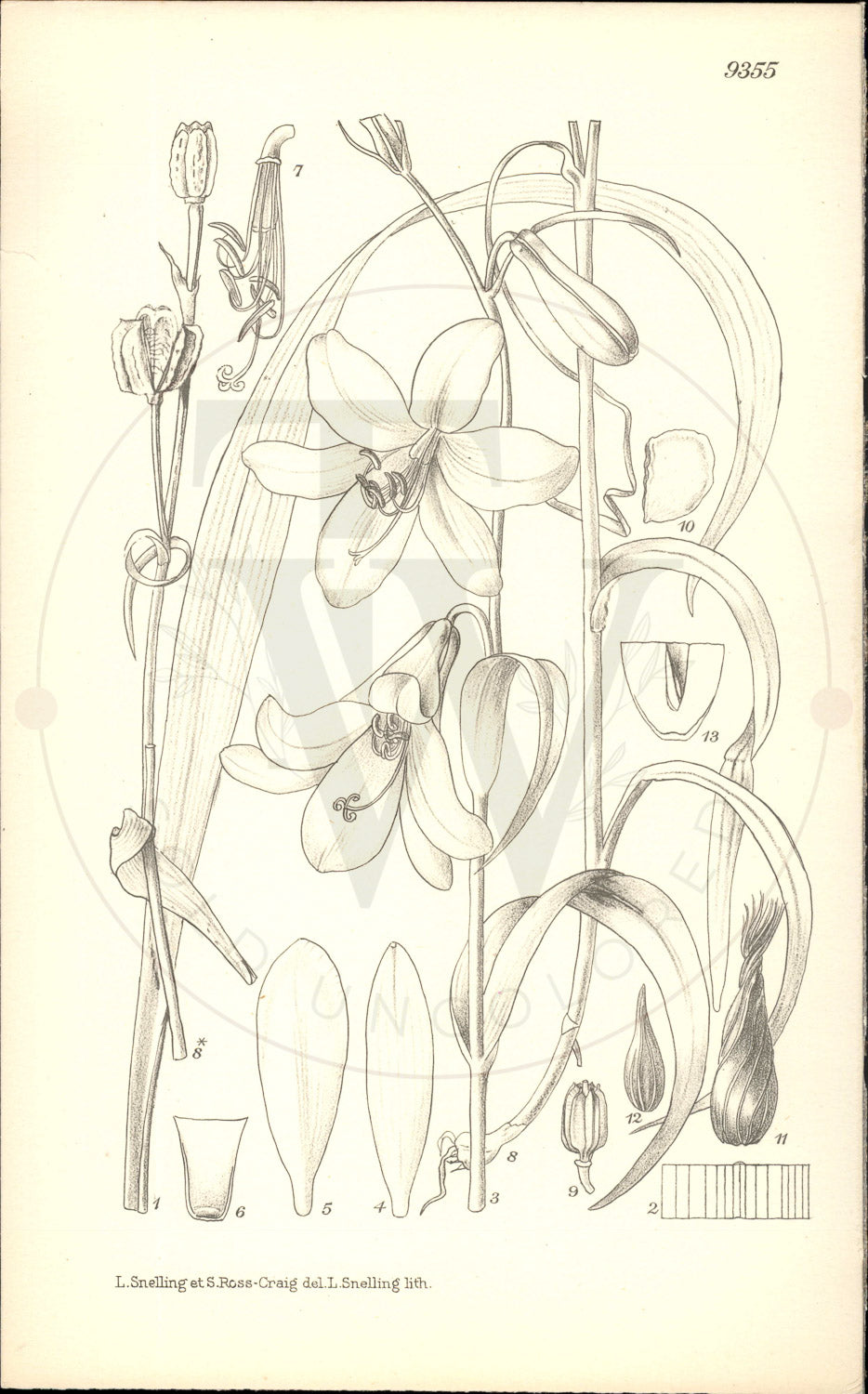 Plate 9355 - Notholirion macrophyllum
