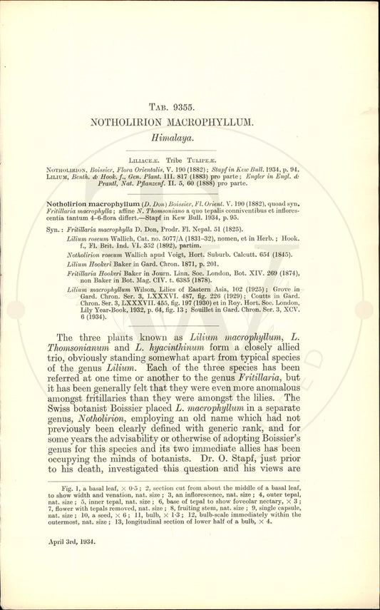 Plate 9355 - Notholirion macrophyllum